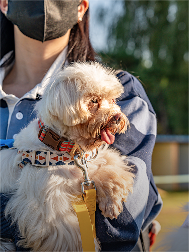 입양 연계 프로그램